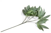 Coco Maison COCO MAISON accessoire Eucalyptus branch H95cm